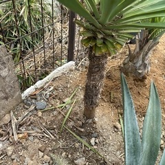 ユッカグロリオサ 幹立 スカート 120cm