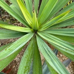 ユッカグロリオサ 幹立 スカート 120cm