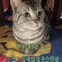 🌸保護猫譲渡会🌸