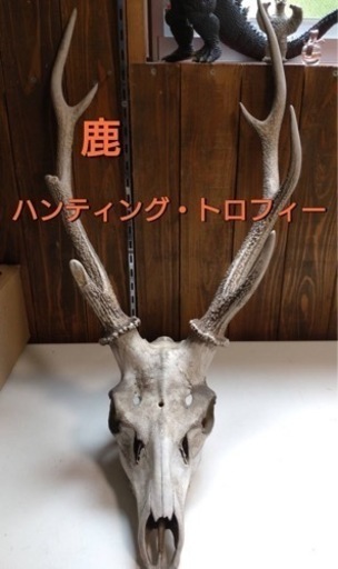 鹿　ハンティングトロフィー