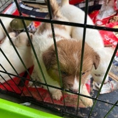  生後1ヶ月 保護犬