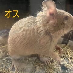 里親募集 : 「デグー」 オス・メス 