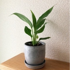 観葉植物　スパティフィラム(15)　21cm　おしゃれな2号の鉢...