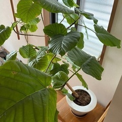 生活雑貨 観葉植物　ウンベラータ