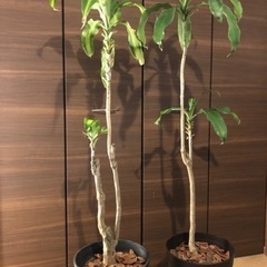 観葉植物　アオワーネッキー