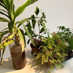 まとめて4点セット　観葉植物