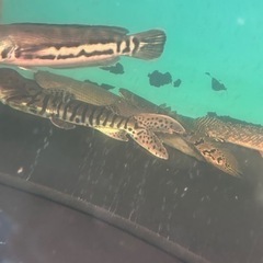 ポリプテルス 各種