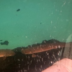 ポリプテルス 各種