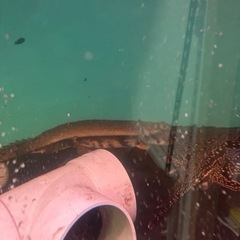 ポリプテルス 各種