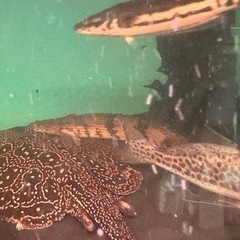 ポリプテルス 各種