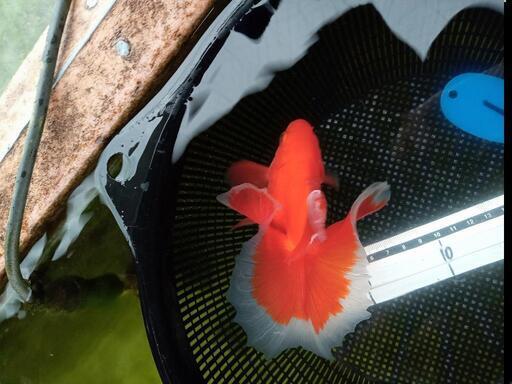 金魚 土佐錦魚 約13cm 追星有り