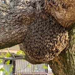 日本蜜蜂　春分蜂1群　重箱2段