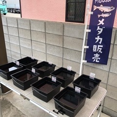 メダカ展示販売 4月27日（土）10:30〜13:30   ★雨...