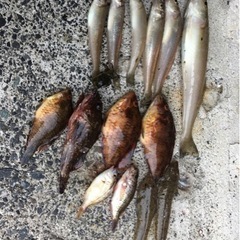 魚釣りともだち