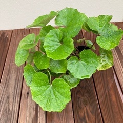 ツワブキ⭐︎石蕗⭐︎植物