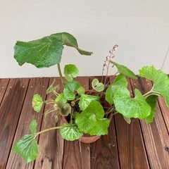 石蕗ツワブキ⭐︎ユキノシタ⭐︎植物