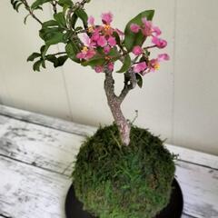 苔玉・姫アセロラ🌵観葉植物