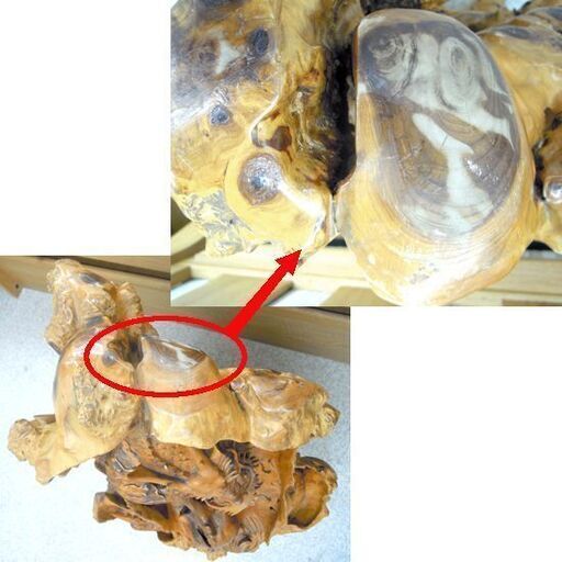 瘤木 龍の彫刻 置物 衝立 オブジェ 木彫り一本物 瘤杢 縁起物 札幌市