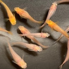 改良メダカの若魚 10匹  ✨朱赤系ひかり体型めだか✨