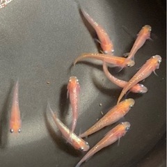 改良メダカの若魚  10匹  ✨王華✨