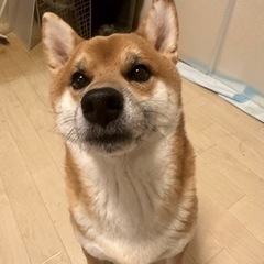 柴犬　男の子　3歳