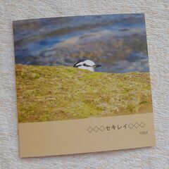 ☆野鳥写真集・セキレイ☆