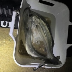 釣り仲間募集🎣