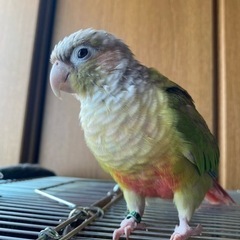 可愛いウロコインコ(シナモン)