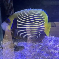 水槽用品　クーラー　フィルター　海水魚 