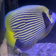 水槽用品　クーラー　フィルター　海水魚 