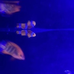 水槽用品　クーラー　フィルター　海水魚 