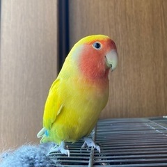 コザクラインコ(タイガーチェリー)