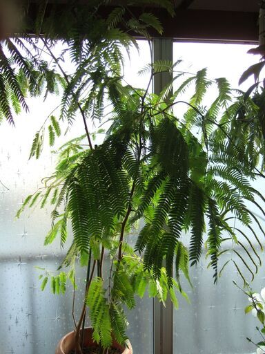 【決まりました】大型　観葉植物　幹太　３本立ち　180㎝　エバーフレッシュ　つぼみたくさん有り　現在、開花しています