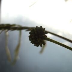 【決まりました】大型　観葉植物　幹太　３本立ち　180㎝　エバーフレッシュ　つぼみたくさん有り　現在、開花しています