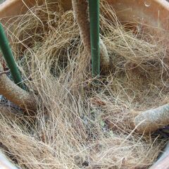 【決まりました】大型　観葉植物　幹太　３本立ち　180㎝　エバーフレッシュ　つぼみたくさん有り　現在、開花しています