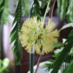 決まりました】大型 観葉植物 幹太 3本立ち 180㎝ エバーフレッシュ