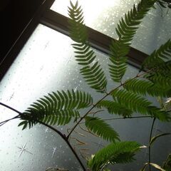 決まりました】大型 観葉植物 幹太 3本立ち 180㎝ エバーフレッシュ