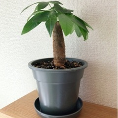 観葉植物　パキラ②　21cm　ブラックカラーの3.5号の鉢と受け皿付き