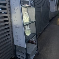 メダカ無人販売
