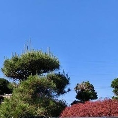 草刈り・剪定、シーズン到来！！横浜の造園お任せください！！ − 神奈川県