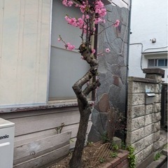 花壇の木を抜いて欲しい