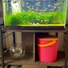 熱帯魚水槽セット（ブルーグラス、コリドラス）