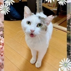 愛らし三毛猫みーこちゃん🩷推定5歳