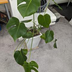 観葉植物 モンステラ