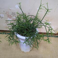 観葉植物40センチ