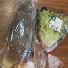 食品　無農薬たけのこ大サイズ　レタス