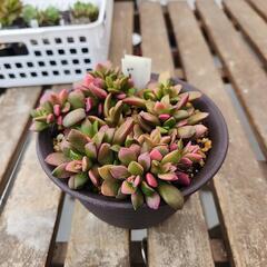 (お話し中)多肉植物　桜吹雪