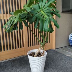 (取引中) 観葉植物(モンステラ)