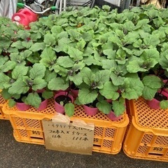 野菜の苗（固定種）