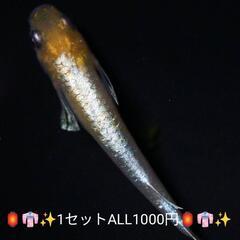 🌷鱗光紅白🌷メダカフェス関東🌸1セットALL1000円🉐50品種...